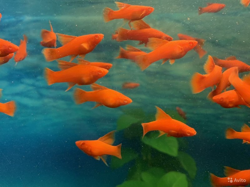 Меченосец рыбка аквариумная самец