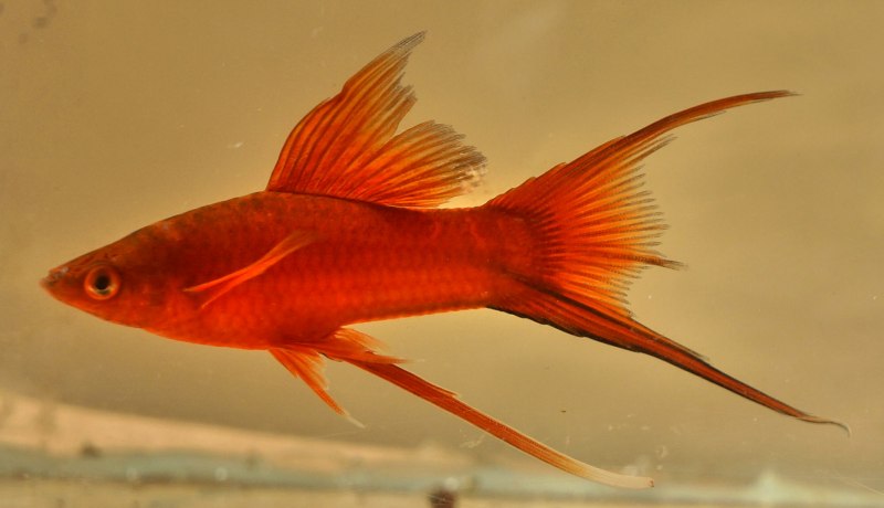 Красный меченосец рыбка аквариумная