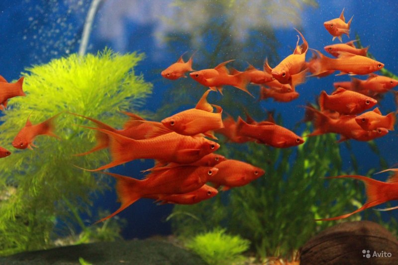 Меченосец Рубин аквариумная рыбка