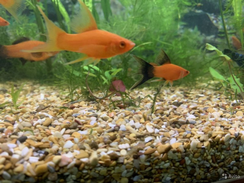 Меченосец тигровый флаговый