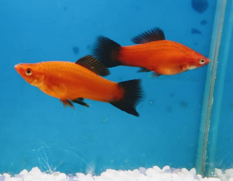 Меченосец рыбка Берлинский