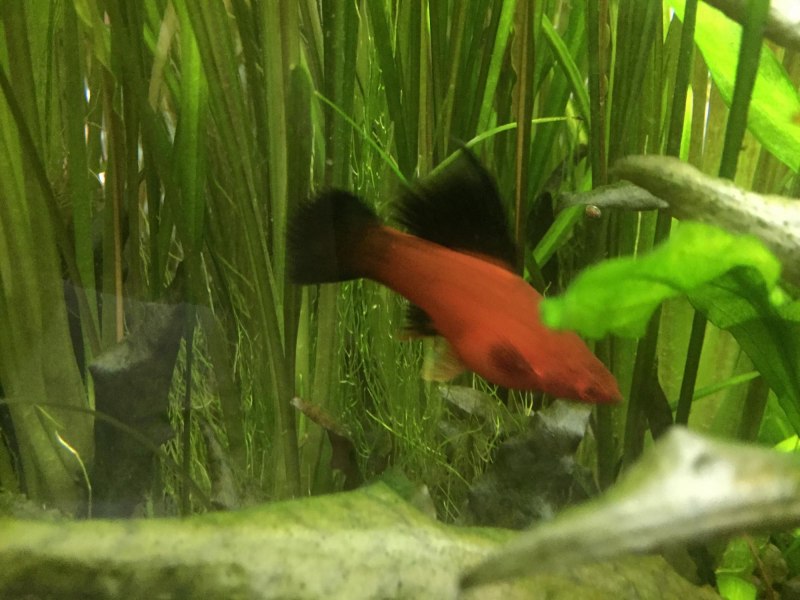 Меченосец кубинский тукседо