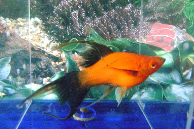 Лира меченосец красный