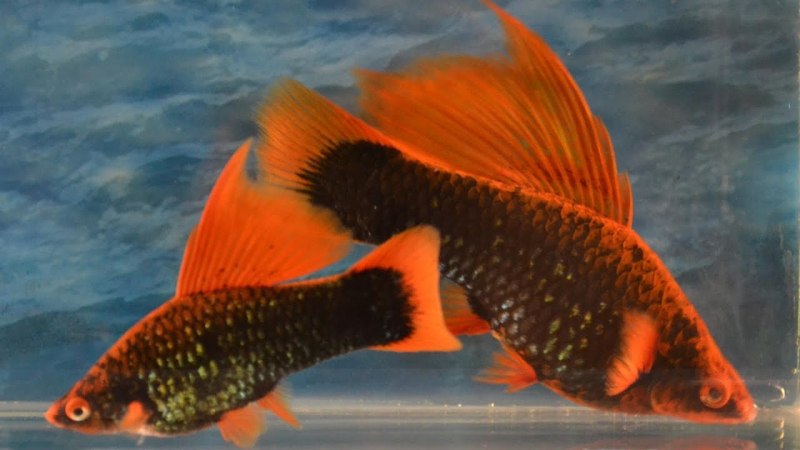 Меченосец Санта Клаус аквариумная рыбка