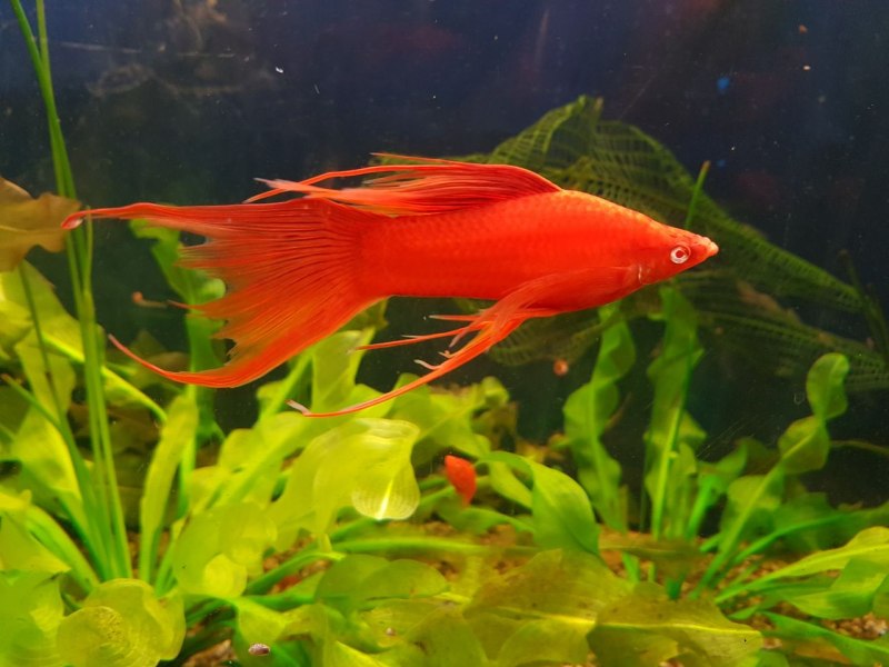 Меченосцы аквариумные рыбки