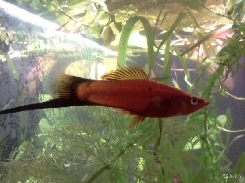 Меченосец шарфовый красный