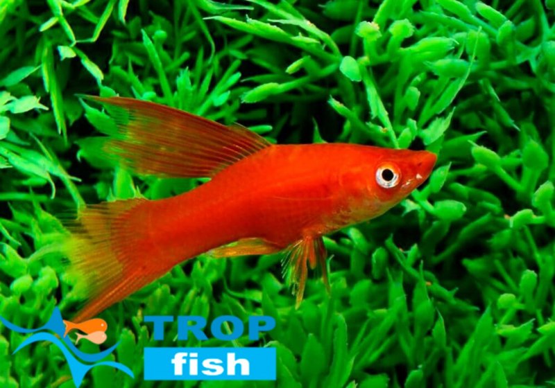 Меченосец флаговый Рубин