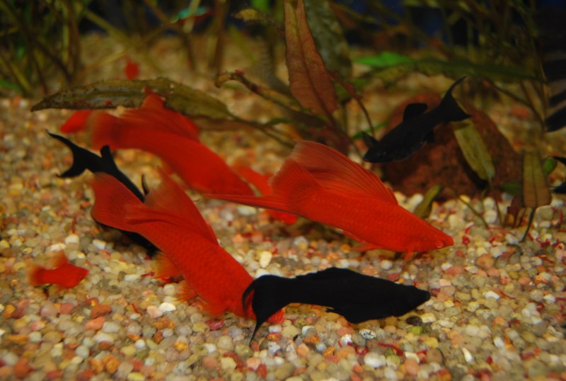 Меченосец красный Рубин флаговый