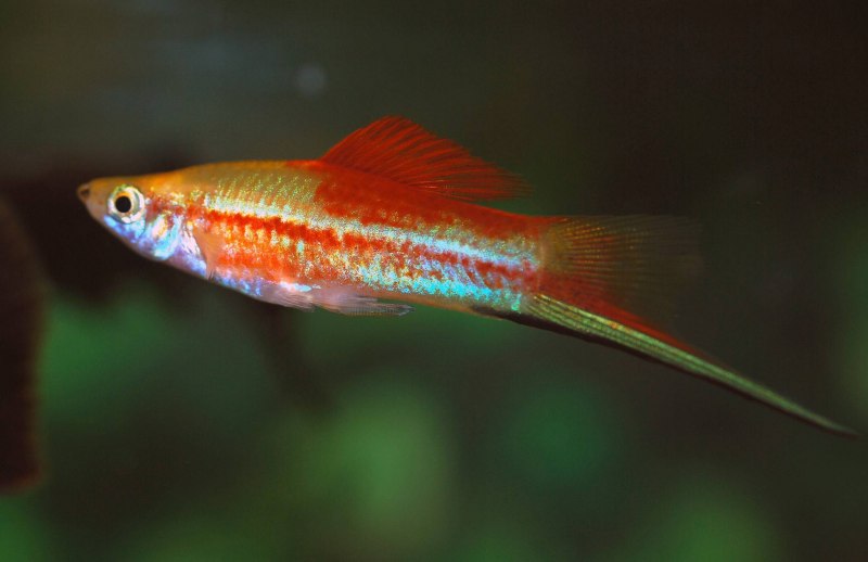 Меченосец рыбка