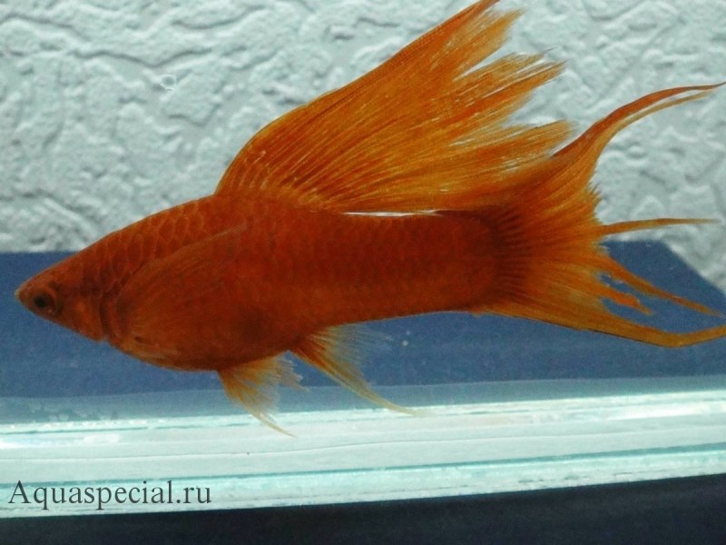 Меченосец кубинский флаговый