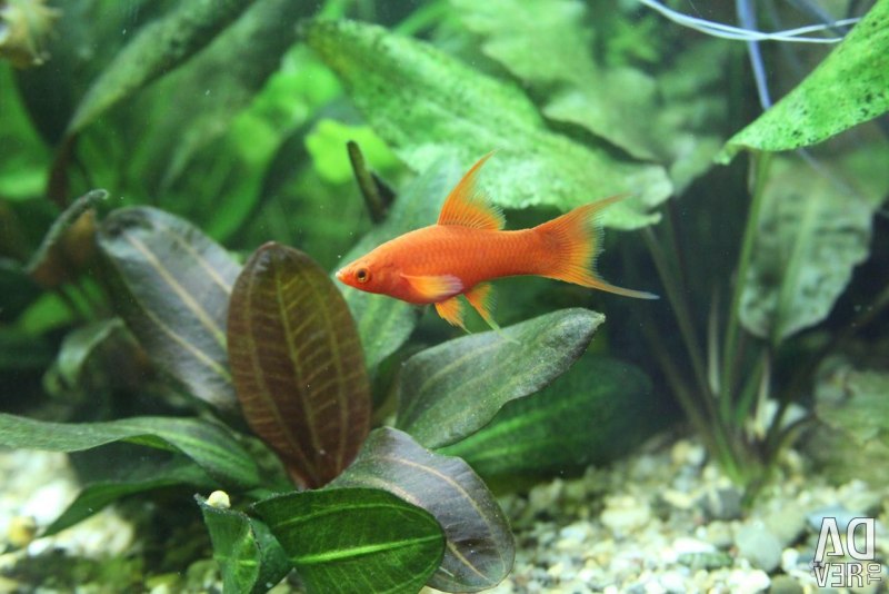 Вуалевый вильчатый меченосец