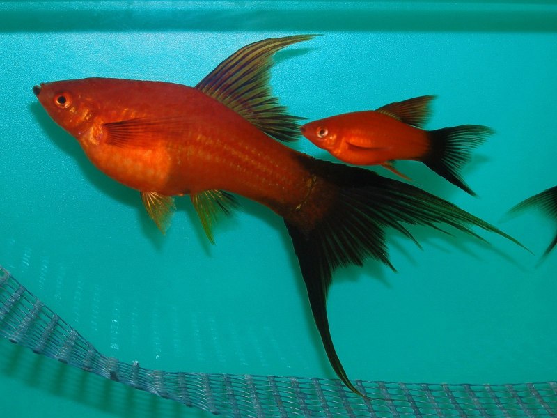 Меченосец рыбка флаговый