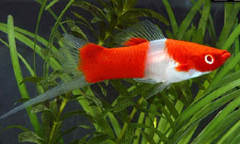 Аквариумная рыбка рыбка меченосец