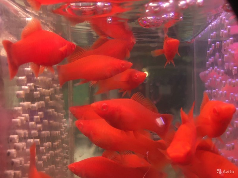 Меченосец Рубин вильчатый