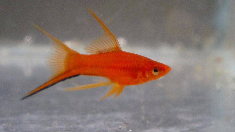 Пецилия Гавайская высокоплавничная