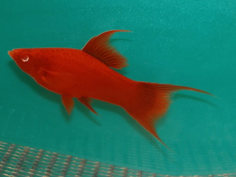 Меченосец красный Чернохвостый