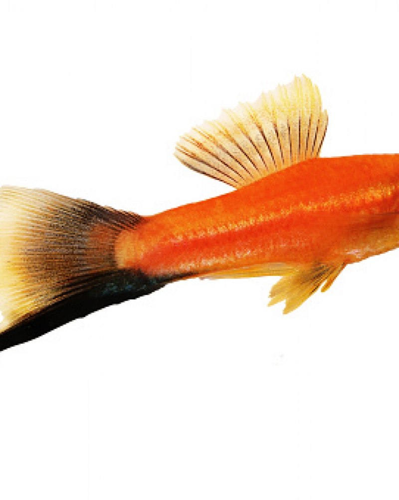 Меченосцы кои Кохаку Санта Клаус