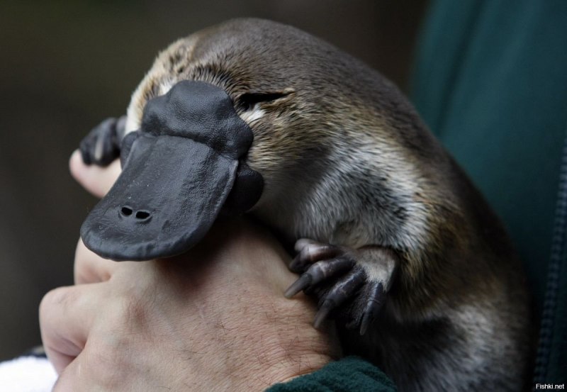 Австралийский Утконос