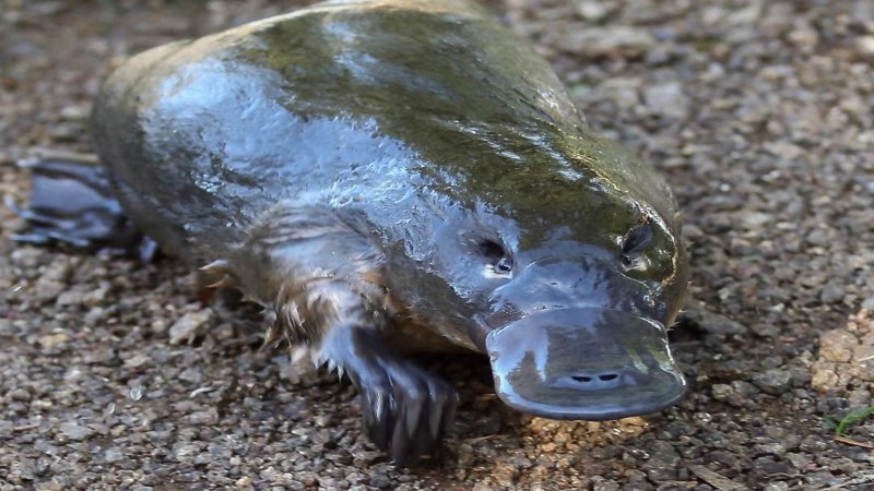 Утконос обыкновенный