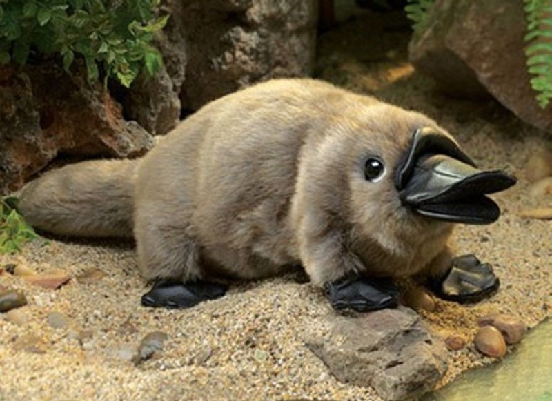 Утконос в Австралии