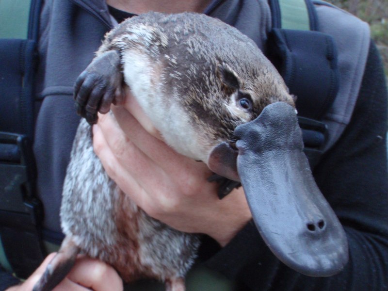 Утконос обыкновенный