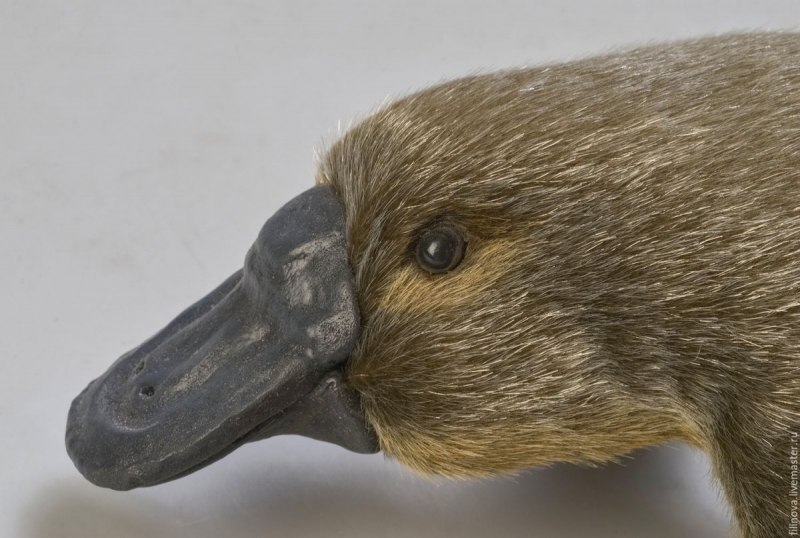 Утконос животное Австралии