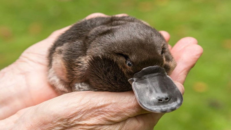 Животные Австралии Утконос