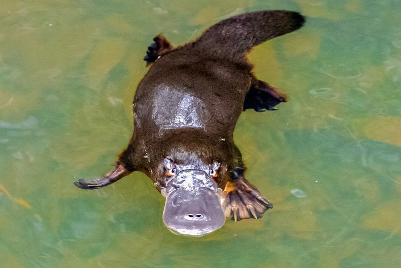 Утконос в Австралии