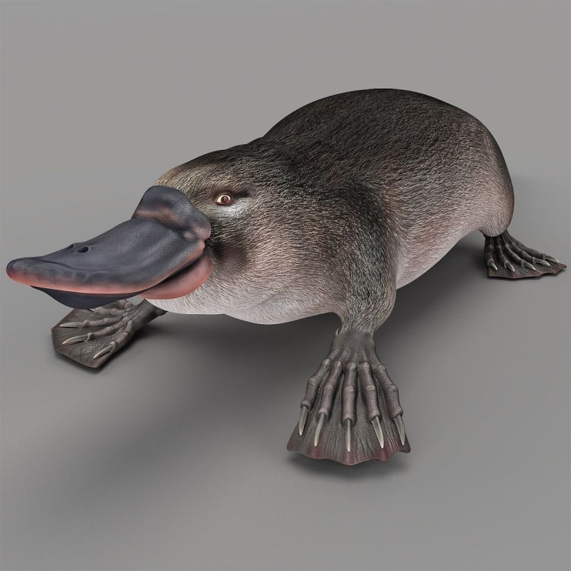 Моление утконосы