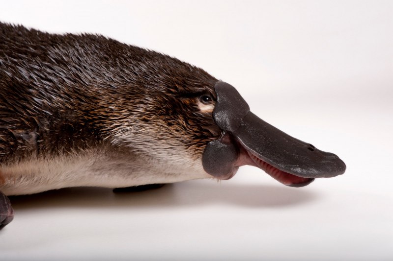 Утконос животное Австралии