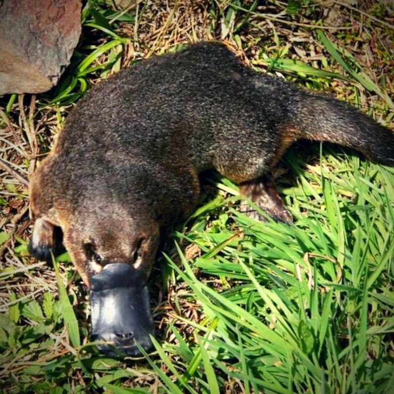 Утконос в Австралии