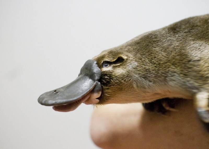 Утконос в Австралии