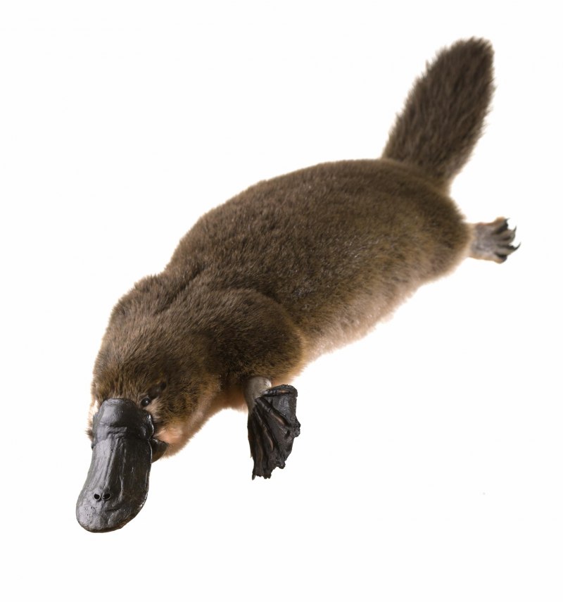 Утконос в Австралии