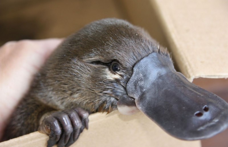 Животные Австралии Утконос