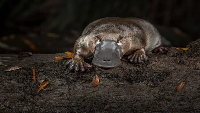 Утконос животное Австралии