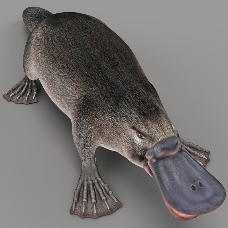 Ornithorhynchus anatinus