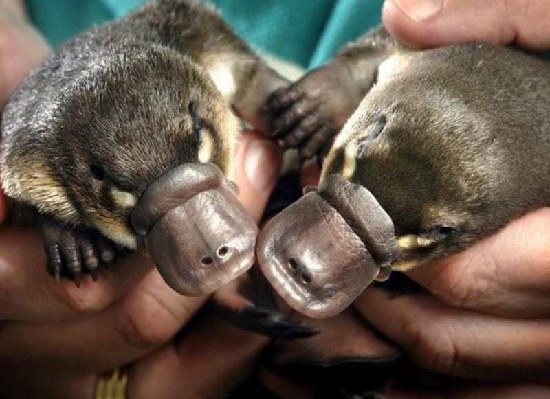 Утконос милый