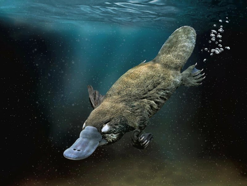 Сумчатый Утконос