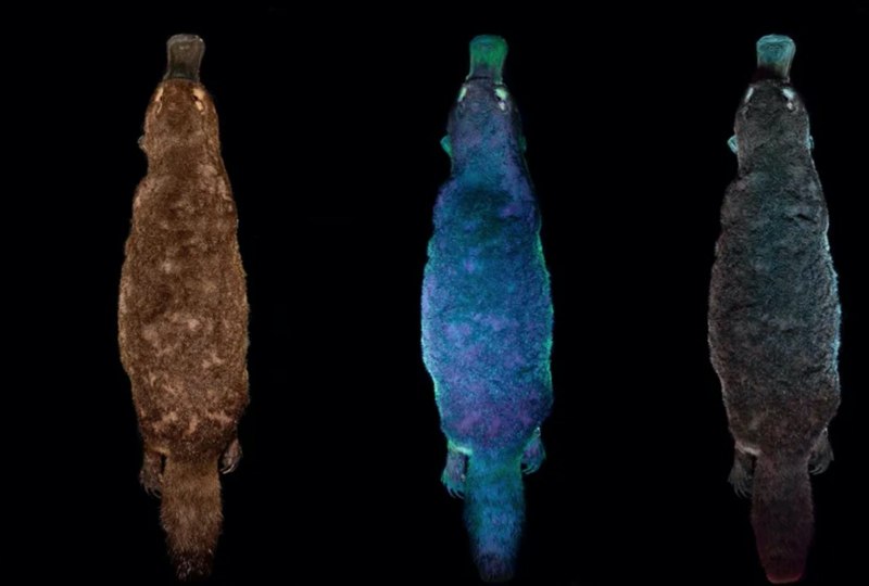 Перри Утконос агент пи