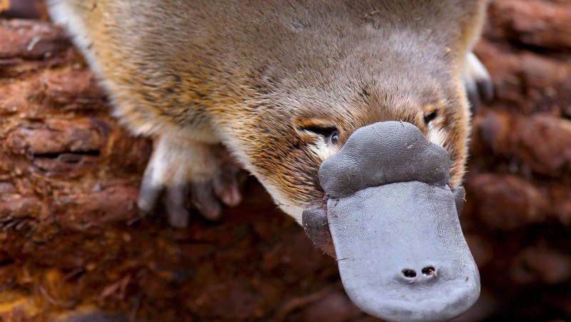 Perry Platypus игрушка