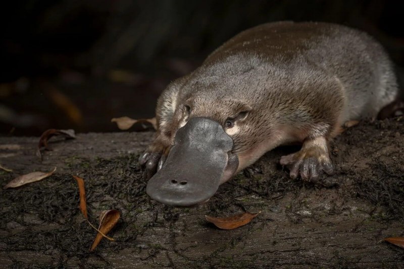 Детеныш утконоса