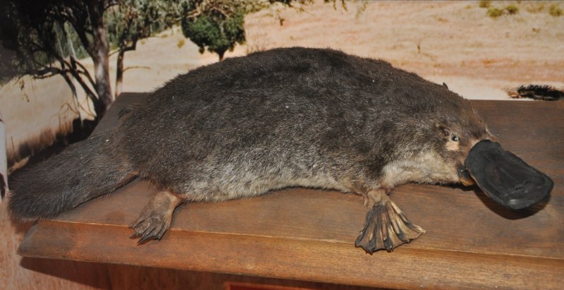 Животные Австралии Утконос