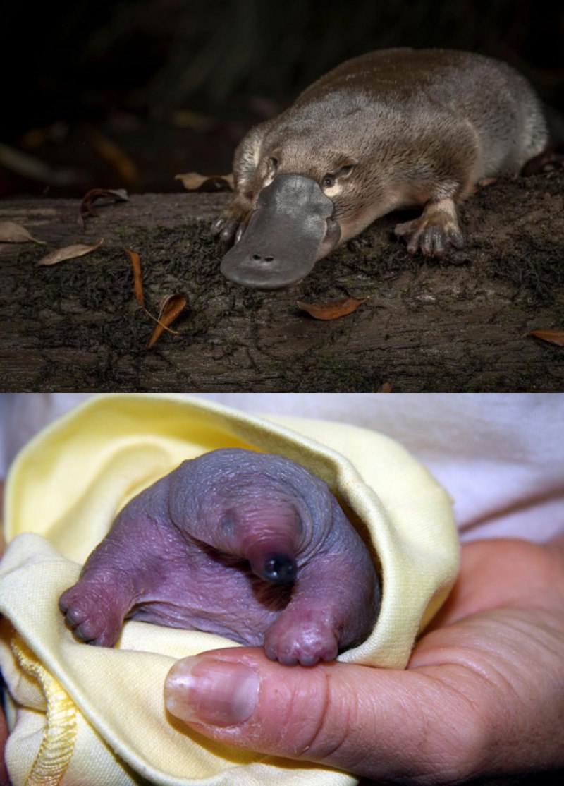 Утконос в Австралии