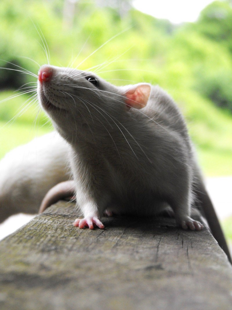 Серый Пасюк