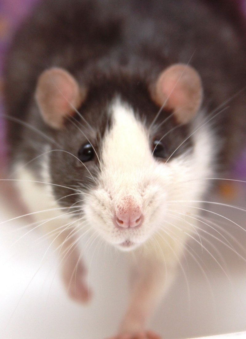 Крыса Дамбо пятнистая