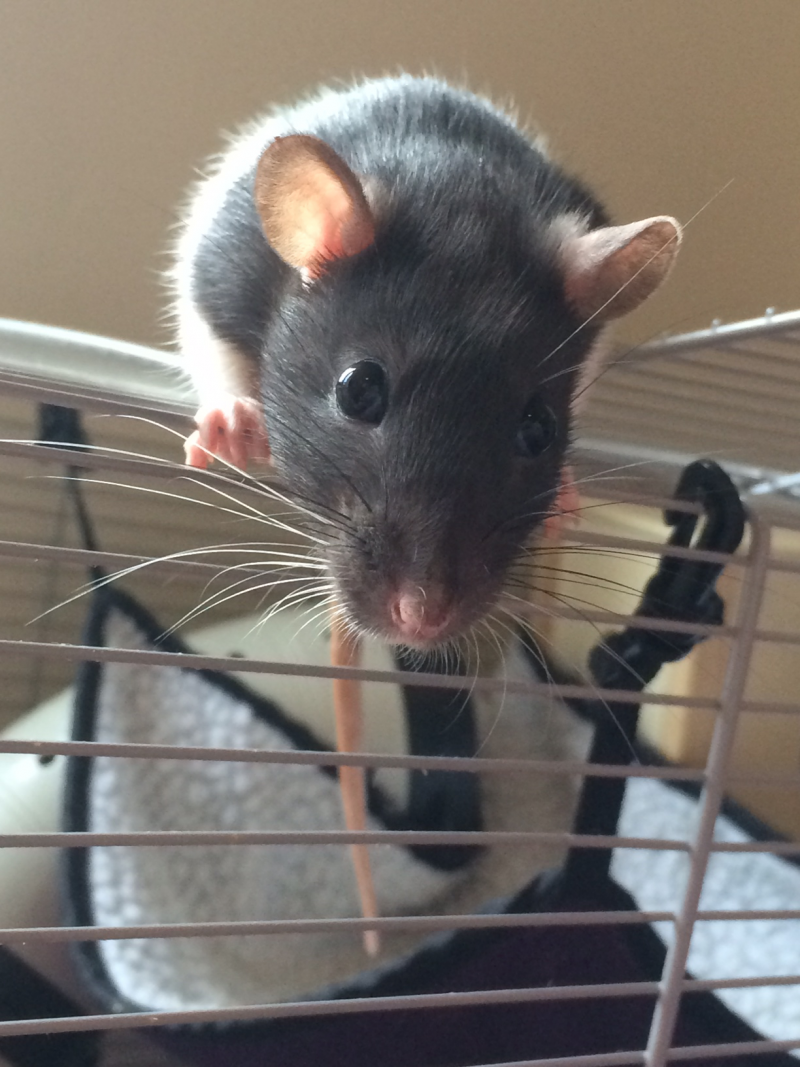Капюшонная крыса