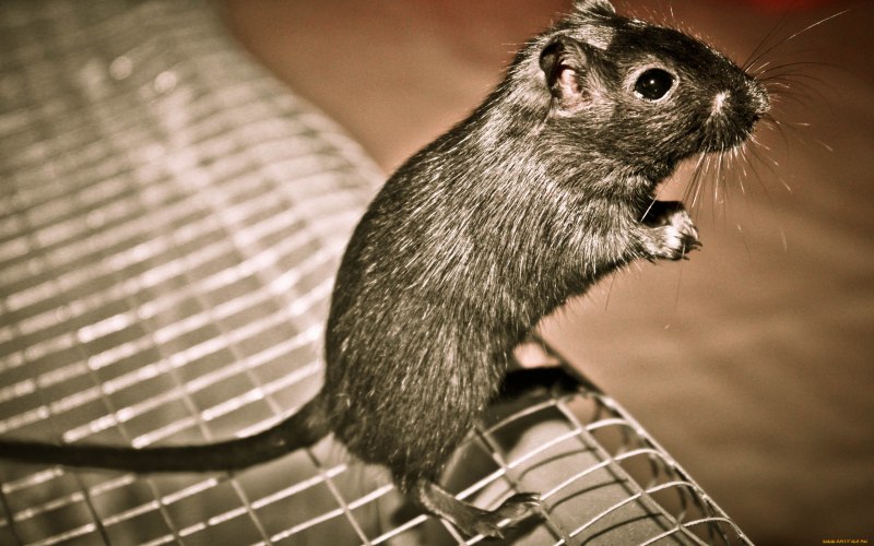 Крыса Песчанка домашняя