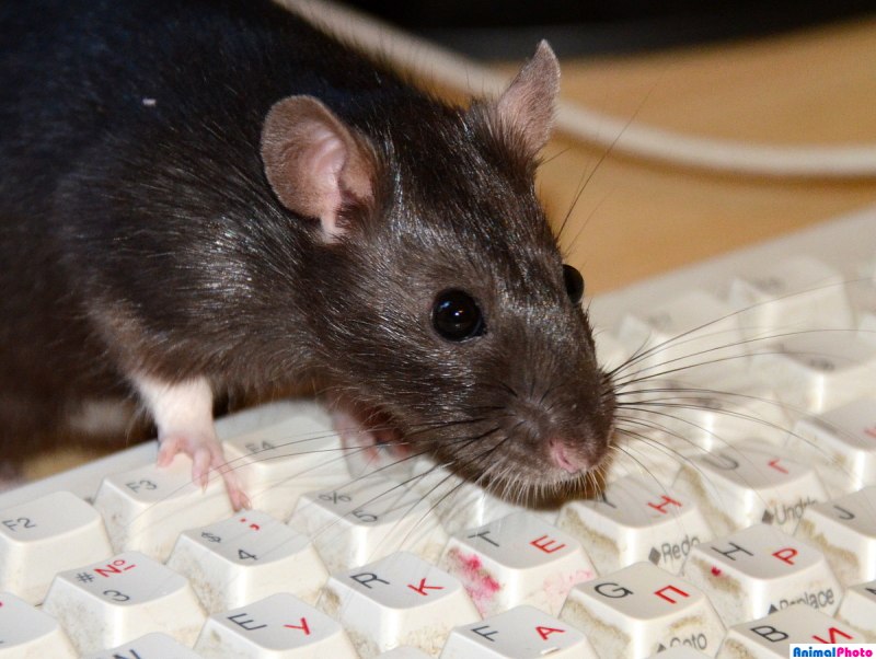 Пацюк крыса