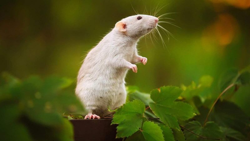 Мышь на задних лапах