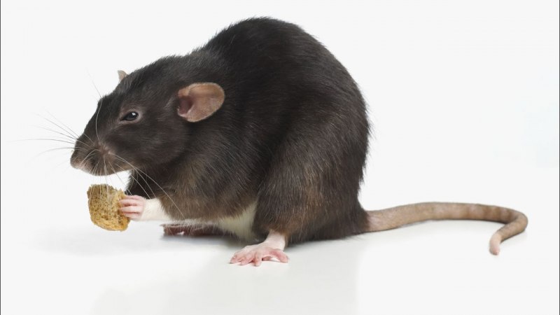 Крыса Пасюк